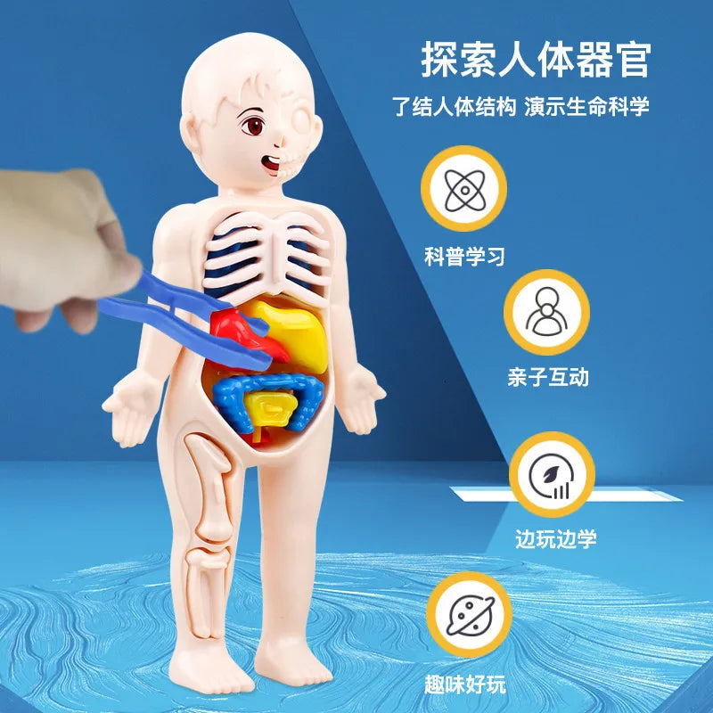 DIY Assembly 3D Puzzle Human Body Toy